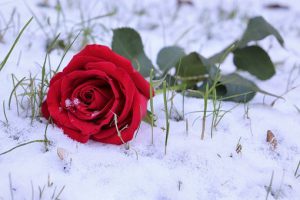Red Rose In Snow 3914141 340 (1)